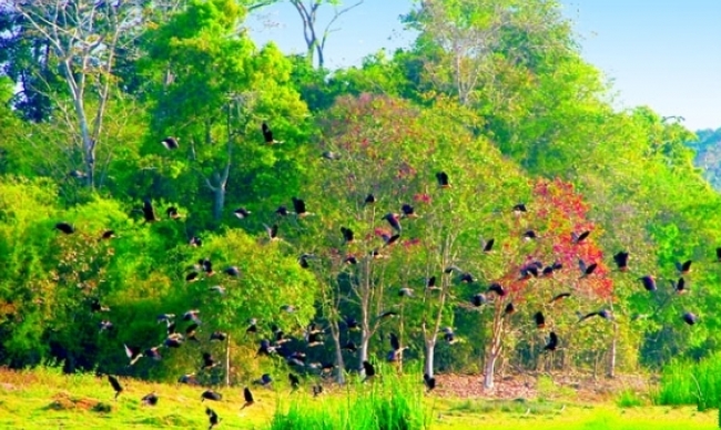 Nam Cat Tien National Park